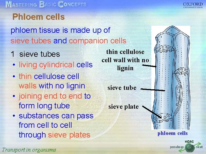 Phloem cells 按一下以編輯母片標題樣式 phloem tissue is made up of sieve tubes and companion cells