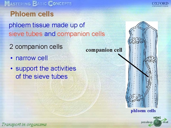 Phloem cells 按一下以編輯母片標題樣式 phloem tissue made up of sieve tubes and companion cells •