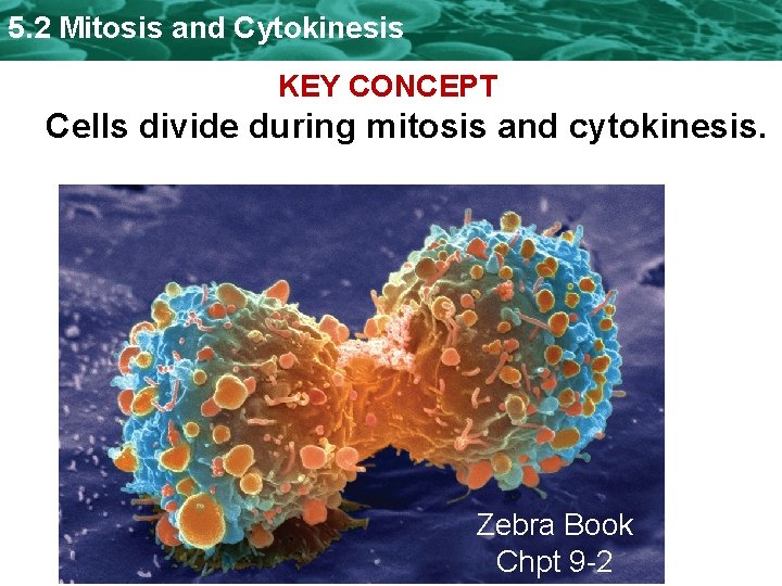 5. 2 Mitosis and Cytokinesis KEY CONCEPT Cells divide during mitosis and cytokinesis. Zebra