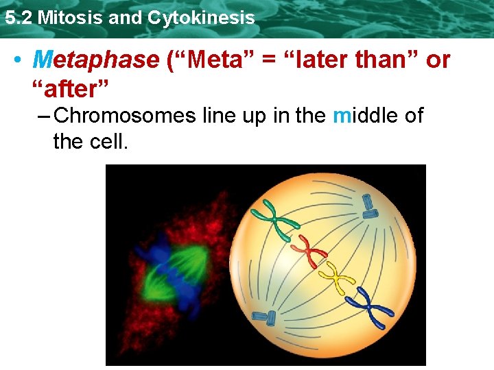 5. 2 Mitosis and Cytokinesis • Metaphase (“Meta” = “later than” or “after” –