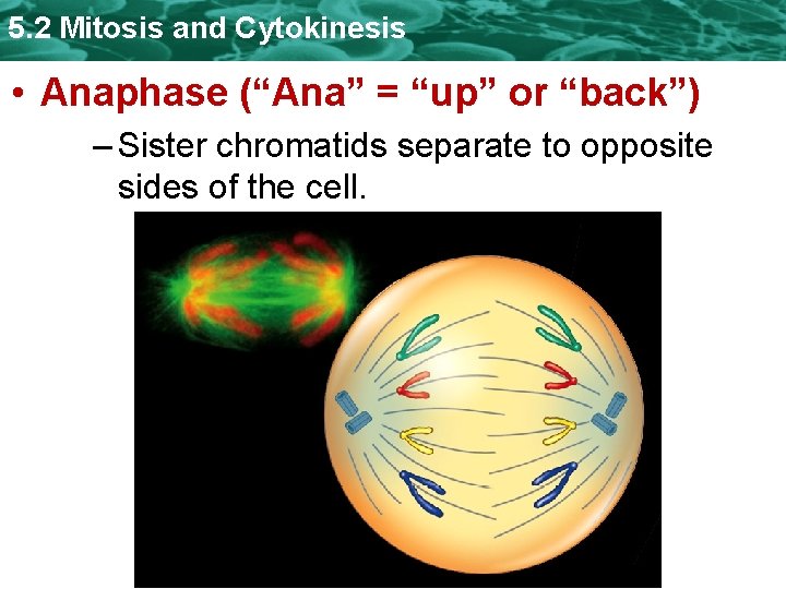 5. 2 Mitosis and Cytokinesis • Anaphase (“Ana” = “up” or “back”) – Sister