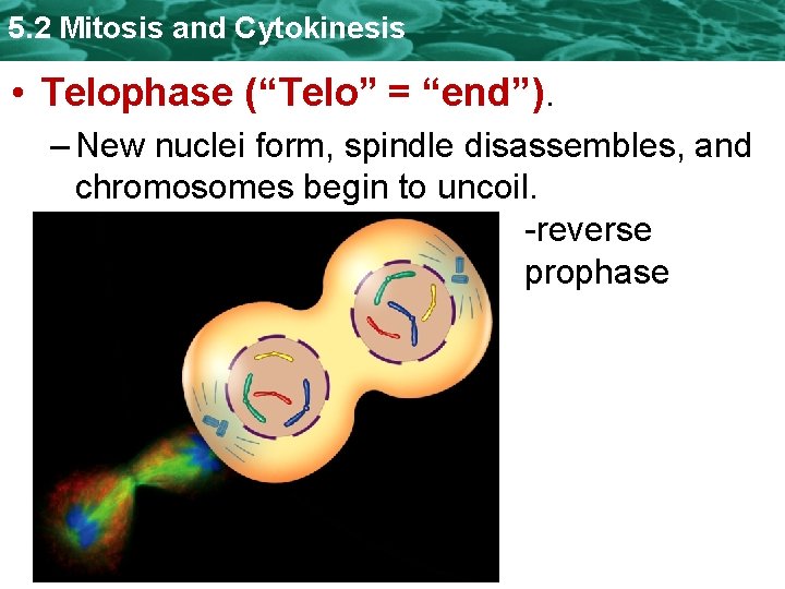 5. 2 Mitosis and Cytokinesis • Telophase (“Telo” = “end”). – New nuclei form,