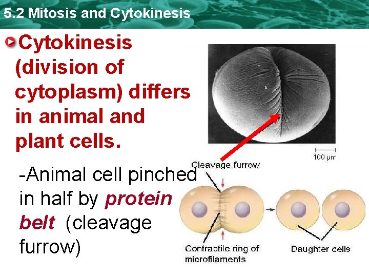 5. 2 Mitosis and Cytokinesis (division of cytoplasm) differs in animal and plant cells.