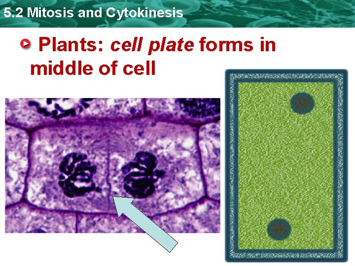 5. 2 Mitosis and Cytokinesis Plants: cell plate forms in middle of cell 
