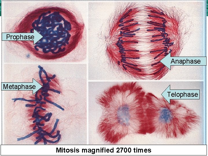 5. 2 Mitosis and Cytokinesis Prophase Anaphase Metaphase Telophase Mitosis magnified 2700 times 