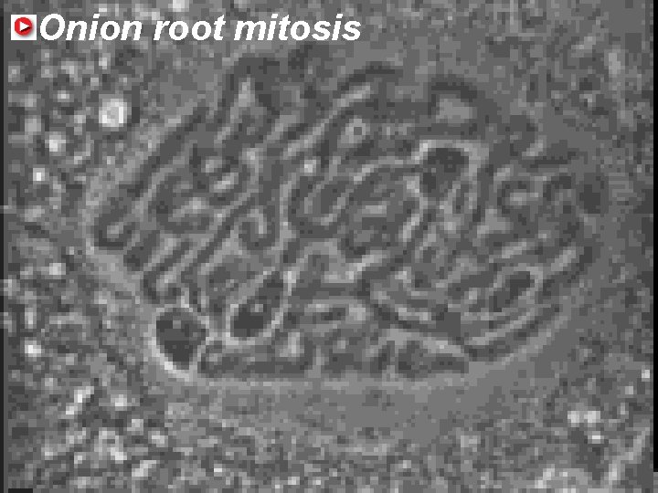 5. 2 Onion Mitosis and Cytokinesis root mitosis 