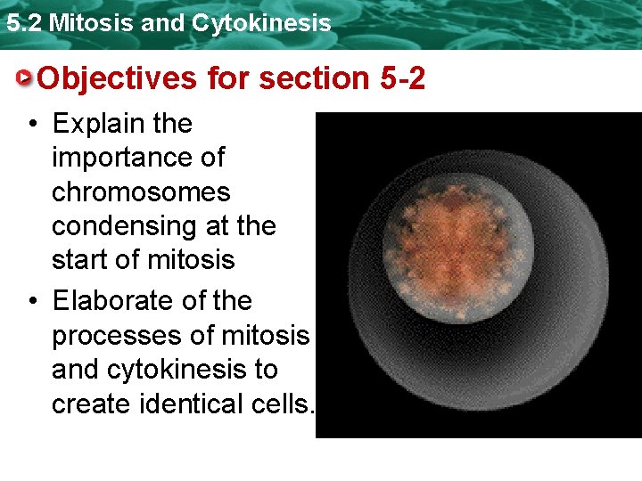 5. 2 Mitosis and Cytokinesis Objectives for section 5 -2 • Explain the importance