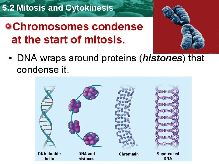5. 2 Mitosis and Cytokinesis Chromosomes condense at the start of mitosis. • DNA