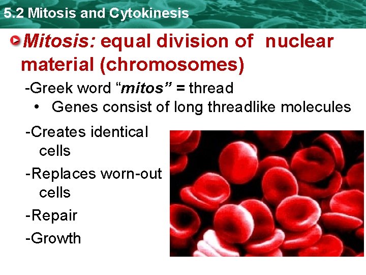 5. 2 Mitosis and Cytokinesis Mitosis: equal division of nuclear material (chromosomes) -Greek word
