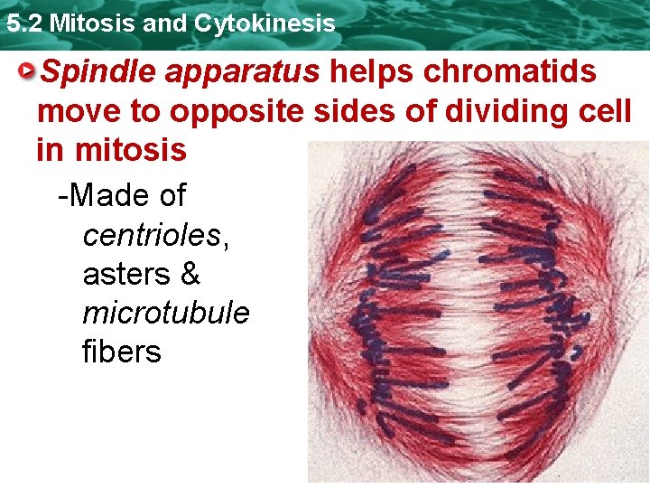 5. 2 Mitosis and Cytokinesis Spindle apparatus helps chromatids move to opposite sides of