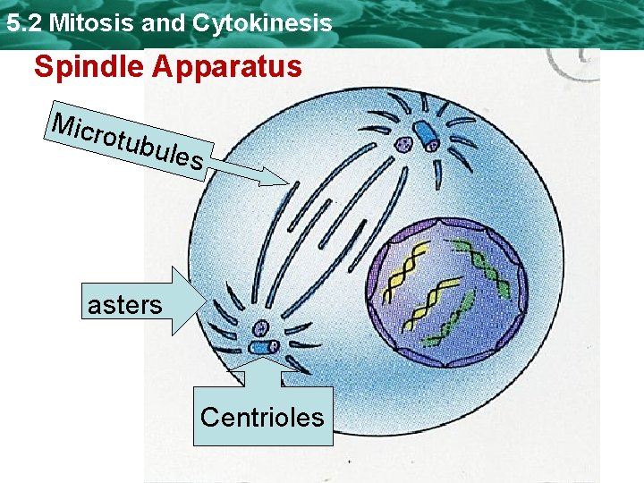 5. 2 Mitosis and Cytokinesis Spindle Apparatus Micro tubu les asters Centrioles 