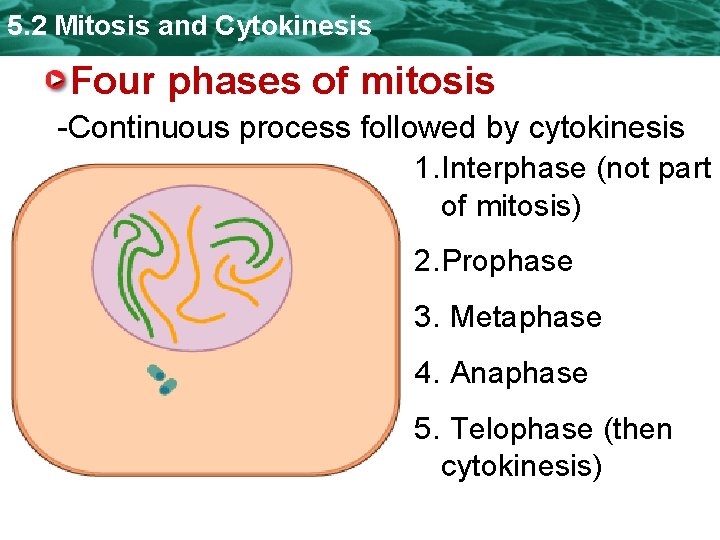5. 2 Mitosis and Cytokinesis Four phases of mitosis -Continuous process followed by cytokinesis