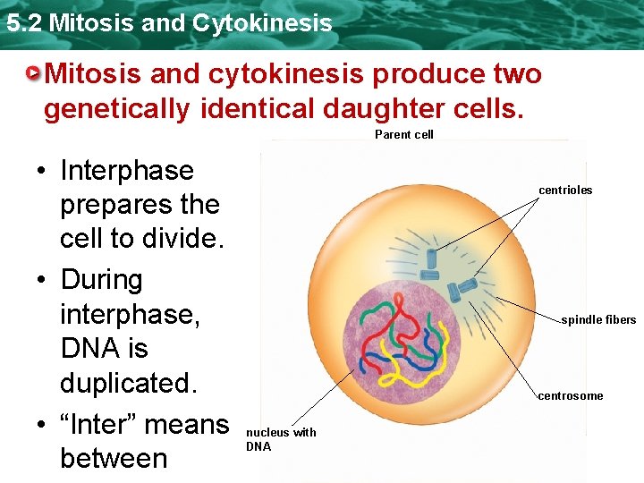 5. 2 Mitosis and Cytokinesis Mitosis and cytokinesis produce two genetically identical daughter cells.