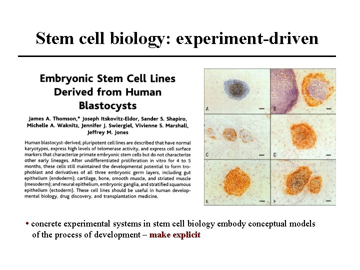 Stem cell biology: experiment-driven • concrete experimental systems in stem cell biology embody conceptual