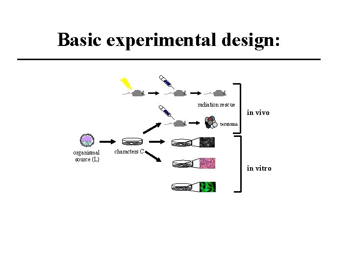 Basic experimental design: radiation rescue in vivo teratoma organismal source (L) characters C in