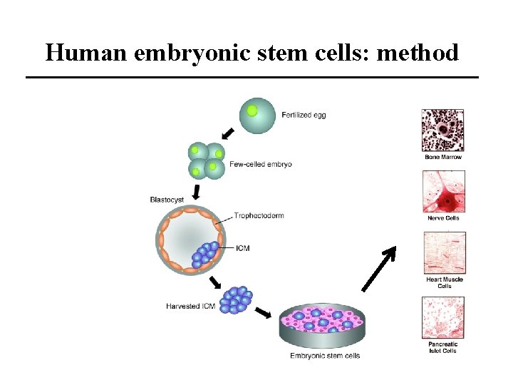 Human embryonic stem cells: method 