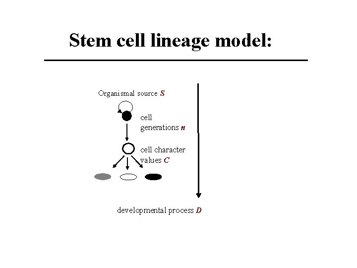 Stem cell lineage model: Organismal source S cell generations n cell character values C
