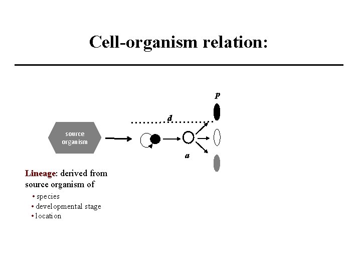 Cell-organism relation: p d source organism a Lineage: derived from source organism of •
