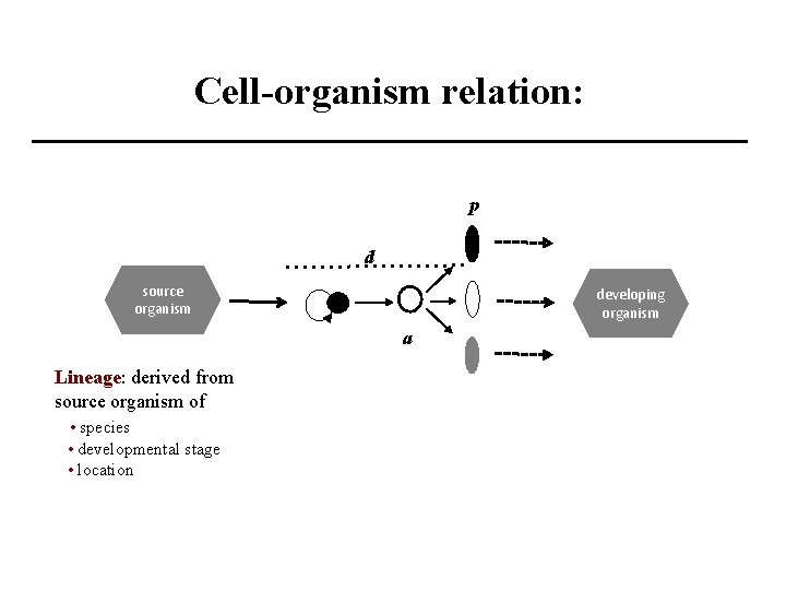 Cell-organism relation: p d source organism developing organism a Lineage: derived from source organism
