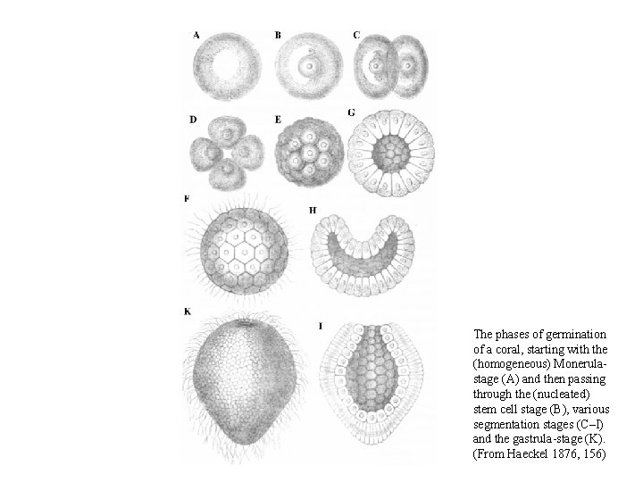 The phases of germination of a coral, starting with the (homogeneous) Monerulastage (A) and