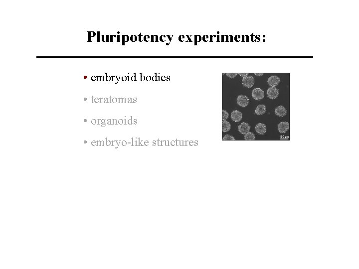Pluripotency experiments: • embryoid bodies • teratomas • organoids • embryo-like structures 