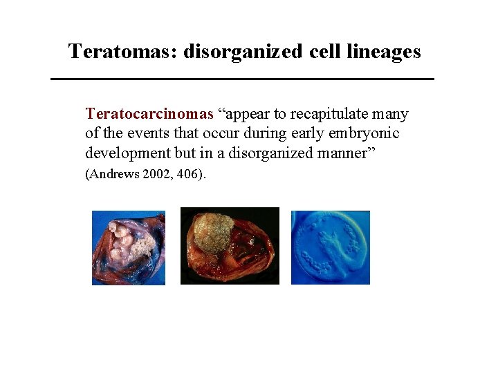 Teratomas: disorganized cell lineages Teratocarcinomas “appear to recapitulate many of the events that occur