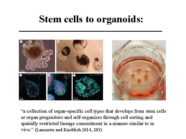 Stem cells to organoids: “a collection of organ-specific cell types that develops from stem