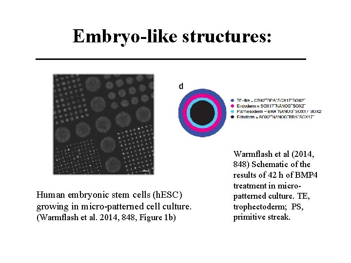 Embryo-like structures: Human embryonic stem cells (h. ESC) growing in micro-patterned cell culture. (Warmflash