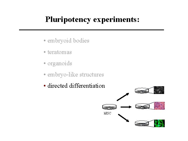 Pluripotency experiments: • embryoid bodies • teratomas • organoids • embryo-like structures • directed