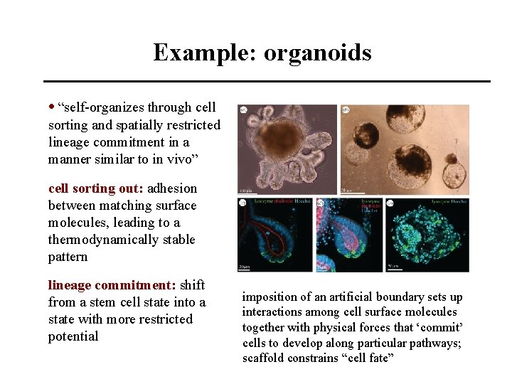 Example: organoids • “self-organizes through cell sorting and spatially restricted lineage commitment in a
