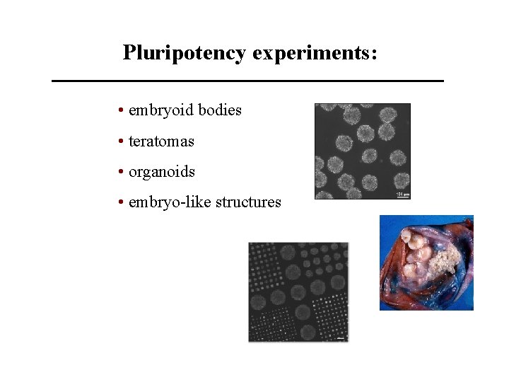 Pluripotency experiments: • embryoid bodies • teratomas • organoids • embryo-like structures 