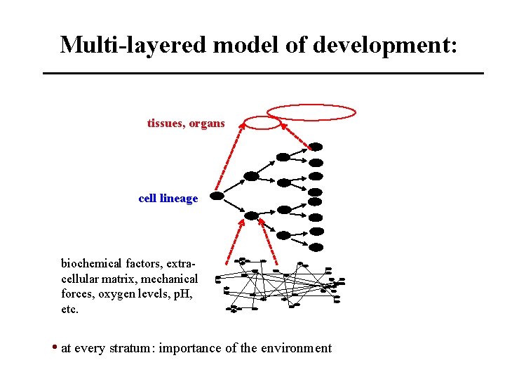 Multi-layered model of development: tissues, organs cell lineage biochemical factors, extracellular matrix, mechanical forces,
