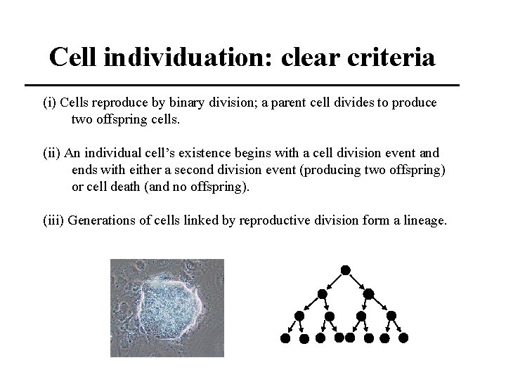 Cell individuation: clear criteria (i) Cells reproduce by binary division; a parent cell divides