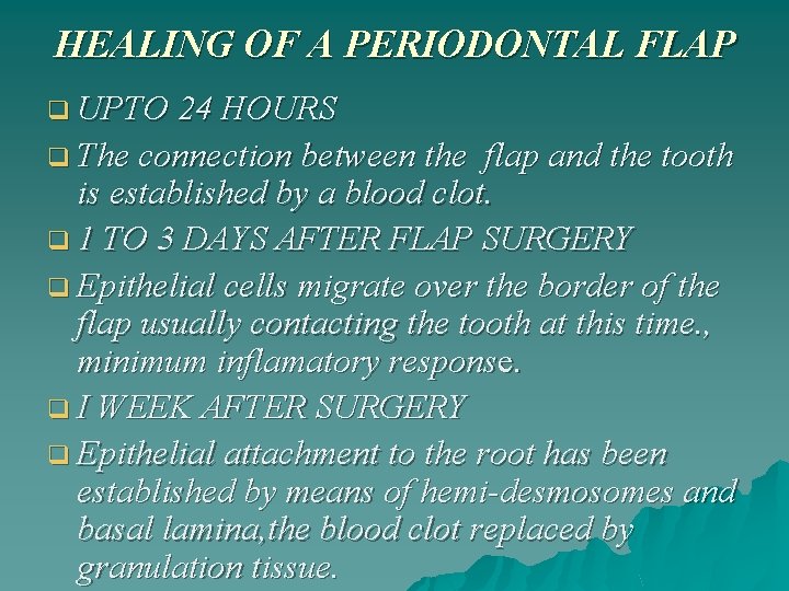 HEALING OF A PERIODONTAL FLAP q UPTO 24 HOURS q The connection between the