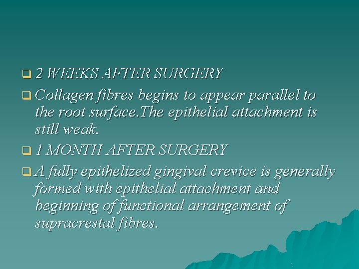 q 2 WEEKS AFTER SURGERY q Collagen fibres begins to appear parallel to the