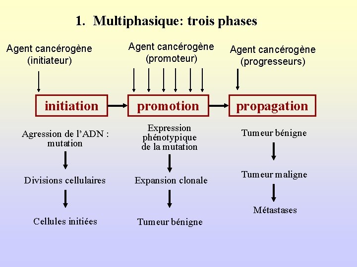 1. Multiphasique: trois phases Agent cancérogène (initiateur) initiation Agent cancérogène (promoteur) Agent cancérogène (progresseurs)