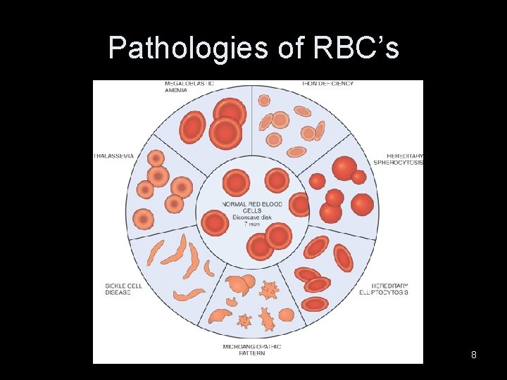 Hemopoietic System Spring 2013 Hemopoietic System Consists of