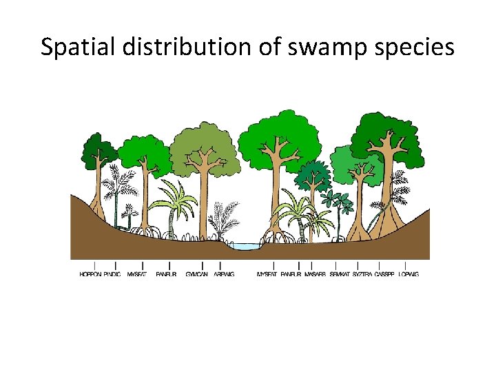 Spatial distribution of swamp species Spatial distribution of swamp species