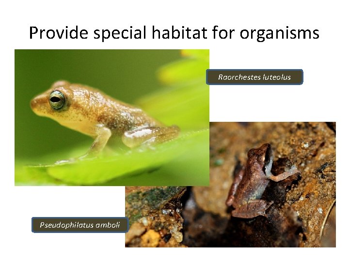 Provide special habitat for organisms Raorchestes luteolus Pseudophilatus amboli Provide special habitat for organisms Raorchestes luteolus Pseudophilatus amboli