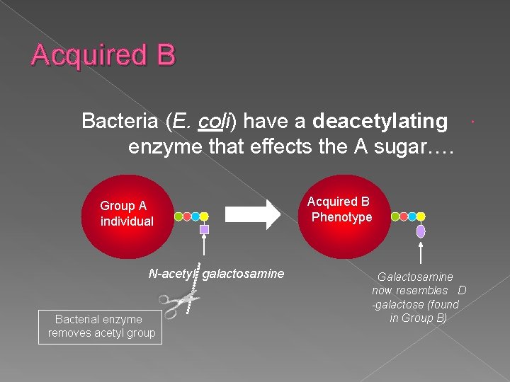 Acquired B Bacteria (E. coli) have a deacetylating enzyme that effects the A sugar….