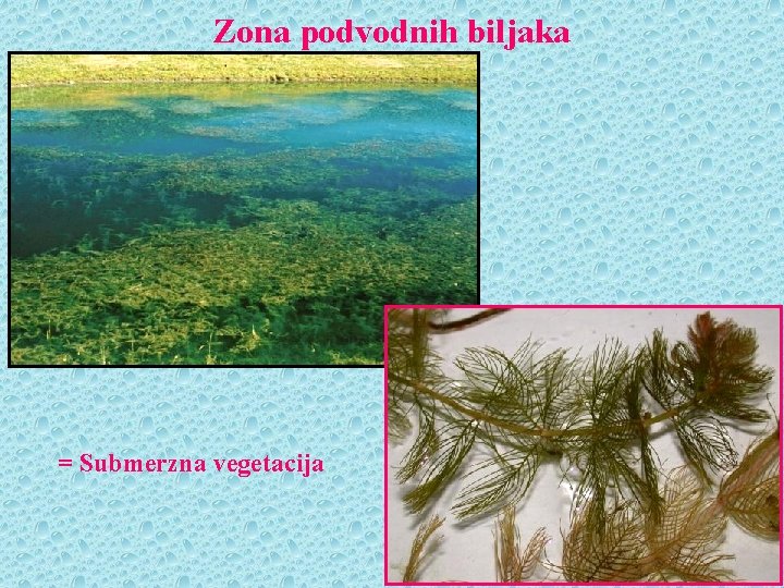 Zona podvodnih biljaka = Submerzna vegetacija 