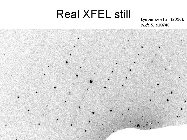 Real XFEL still Lyubimov et al. (2016). e. Life 5, e 18740. 