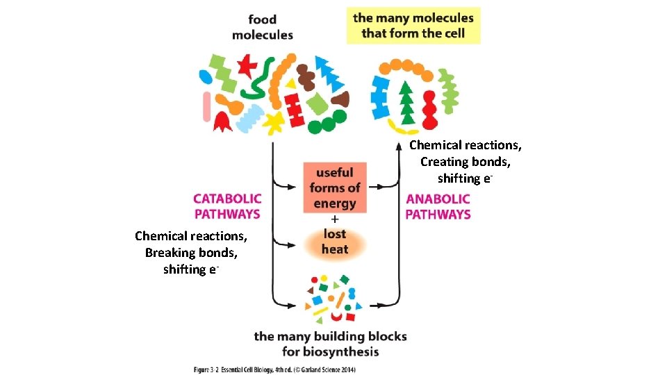 Chemical reactions, Creating bonds, shifting e- Chemical reactions, Breaking bonds, shifting e- 