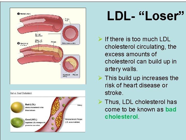 LDL- “Loser” Ø If there is too much LDL cholesterol circulating, the excess amounts