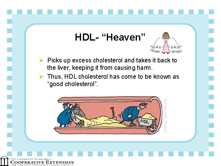 HDL- “Heaven” Ø Picks up excess cholesterol and takes it back to the liver,