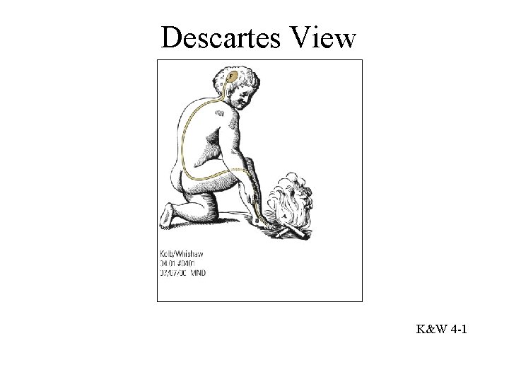 Descartes View K&W 4 -1 