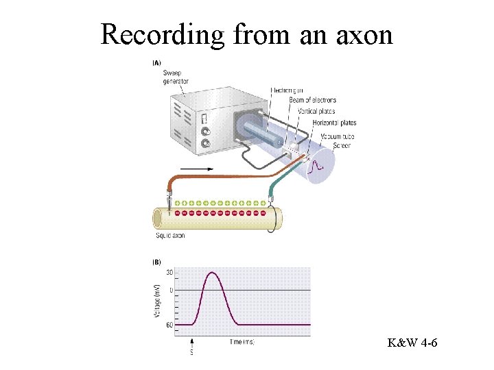 Recording from an axon K&W 4 -6 