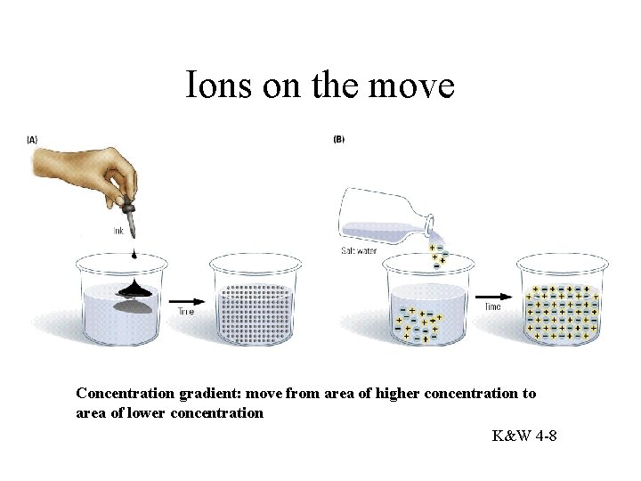 Ions on the move Concentration gradient: move from area of higher concentration to area