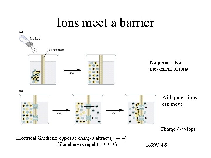 Ions meet a barrier No pores = No movement of ions With pores, ions