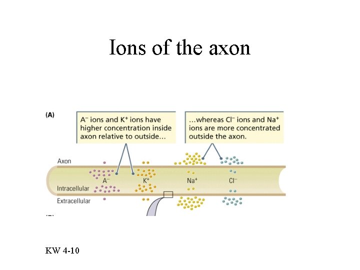 Ions of the axon KW 4 -10 